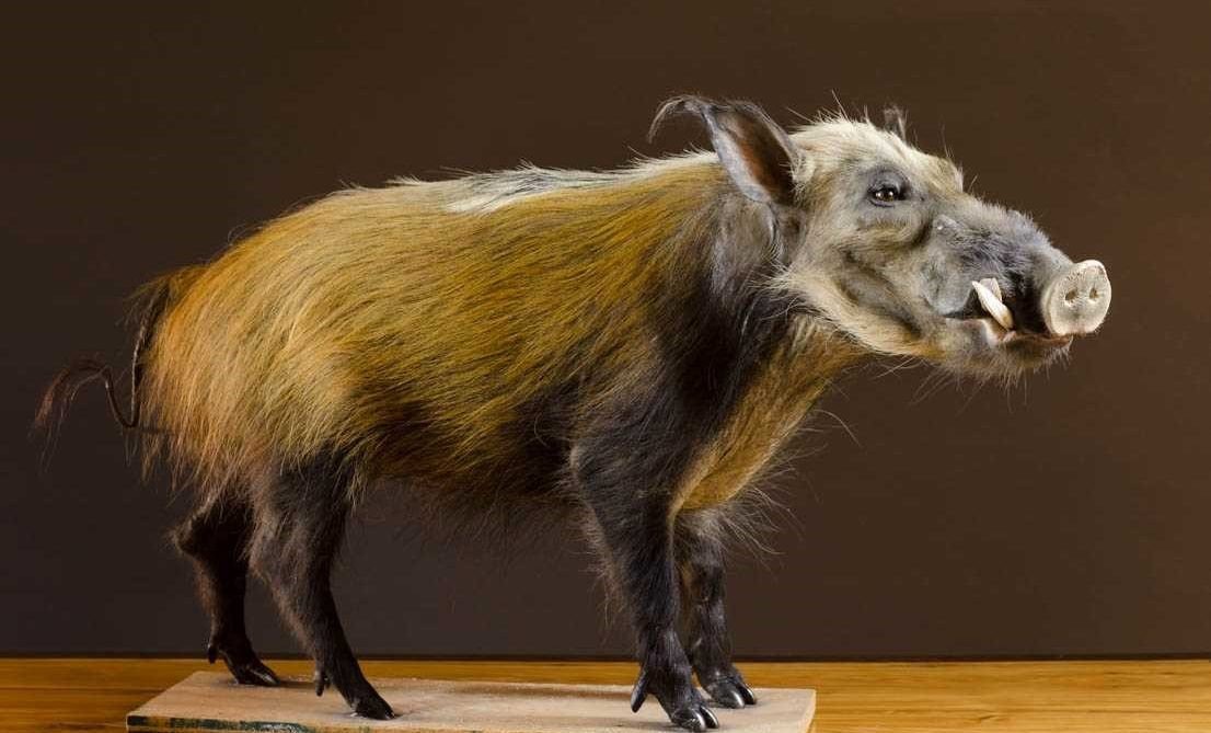 Unique Home Decor for True Animal Lovers - City Home