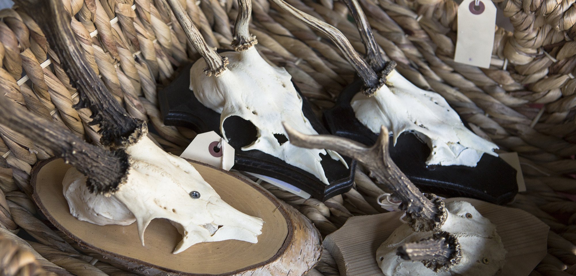 Taxidermy - City Home