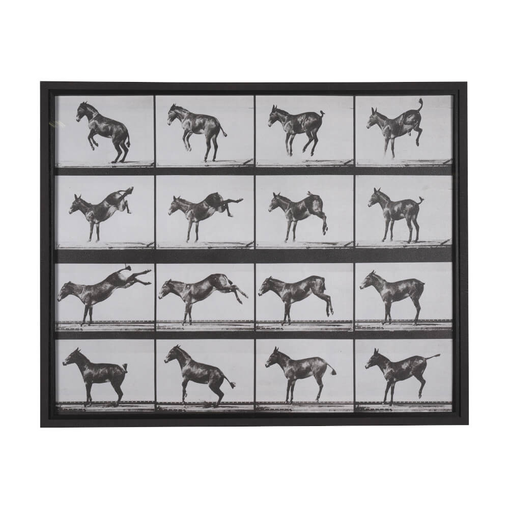 Bucking and Kicking Wall Art - large scale wall art depicting a donkey in motion