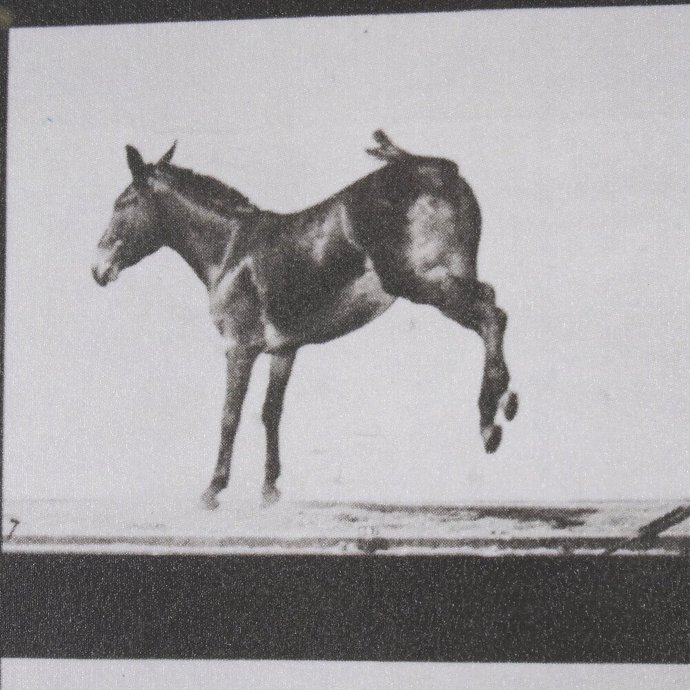 Bucking and Kicking Wall Art - detail view