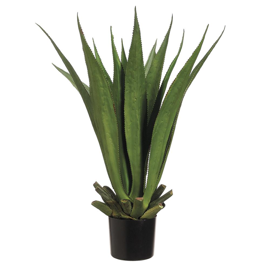 33" Agave Plant: Available at City Home PDX