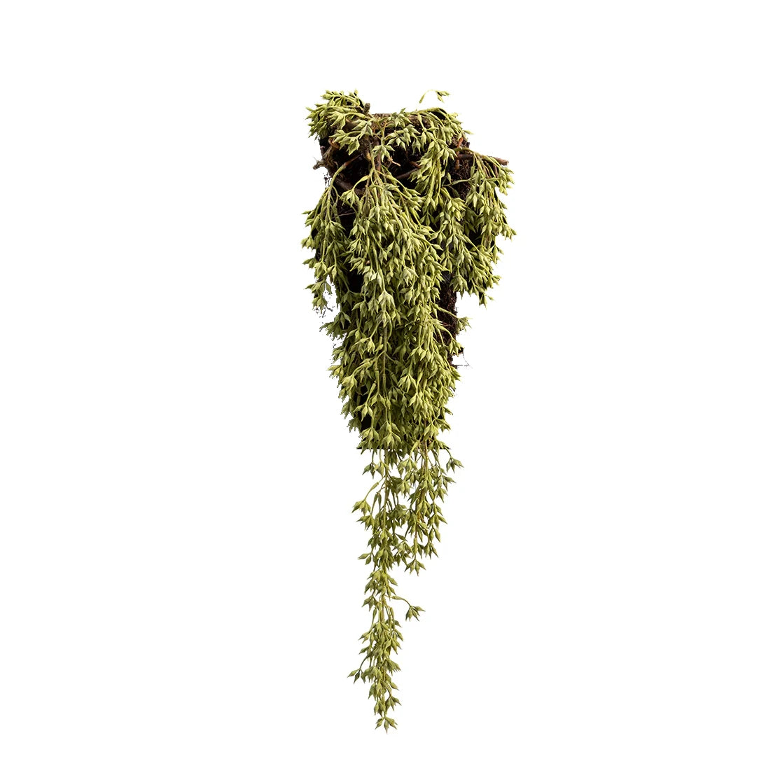 34" Hanging Sedum Wall Piece: Available at City Home PDX