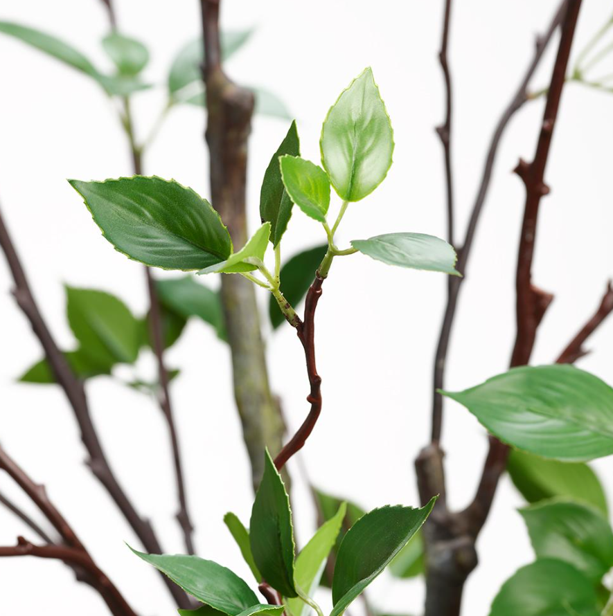 5' Cornus Tree: Up-Close Product View