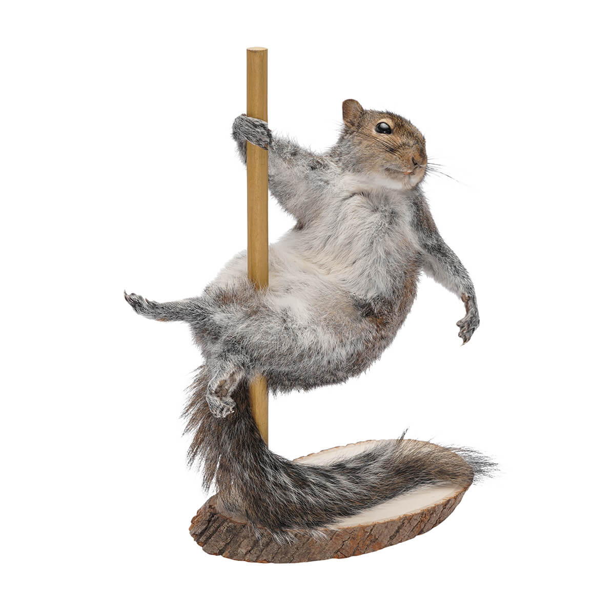 Pole Dancing Stripper Taxidermy Squirrel - shop unique decor items at City Home