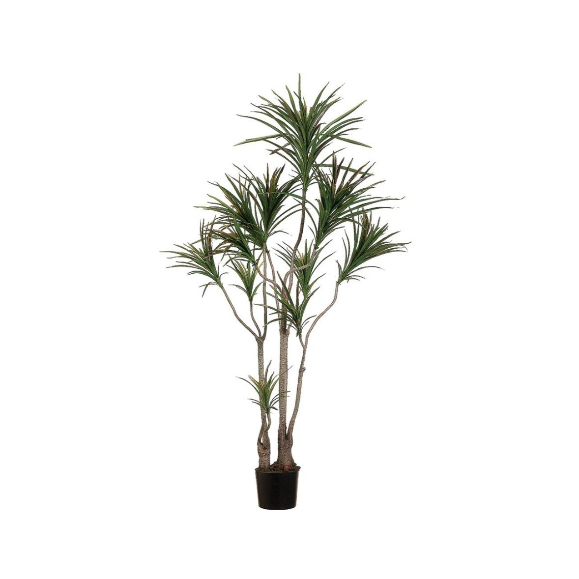 6' Dracaena Marginata Tree: Available at City Home PDX