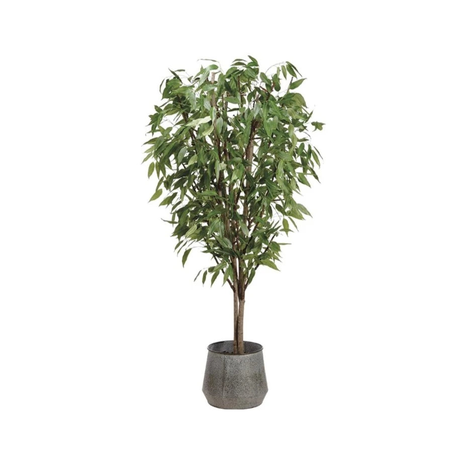 8.5' Eucalyptus Tree: Available at City Home PDX