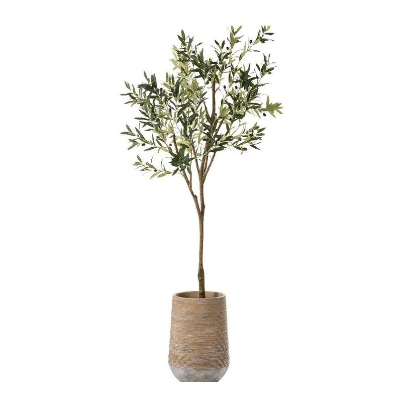 84" Olive Tree