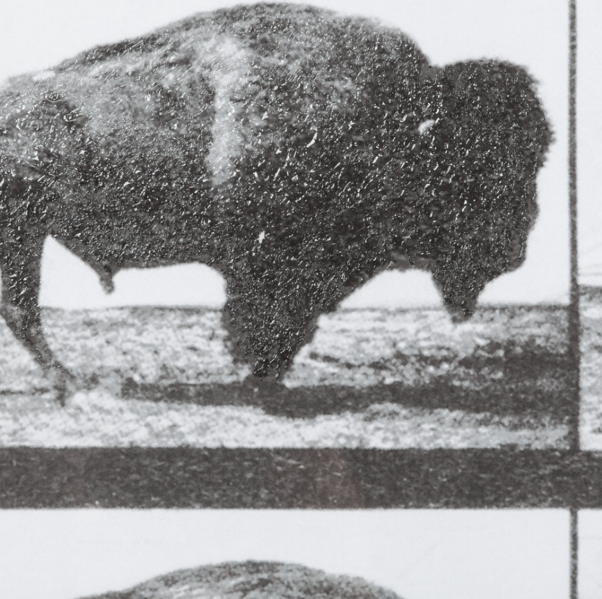 Animal Negatives Framed Artwork: 2nd Up-Close Print View