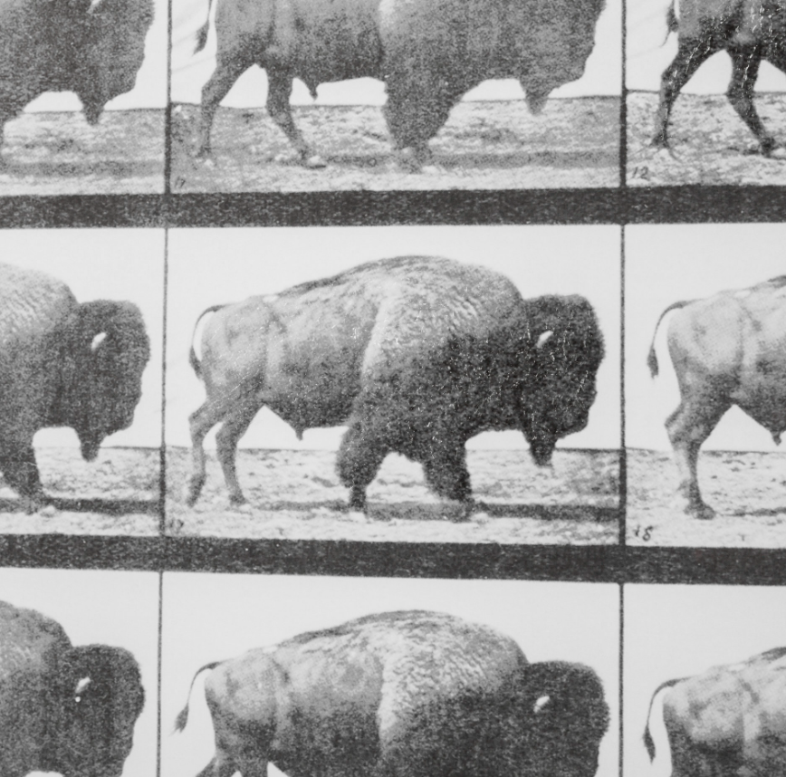 Animal Negatives Framed Artwork: Up-Close Print View