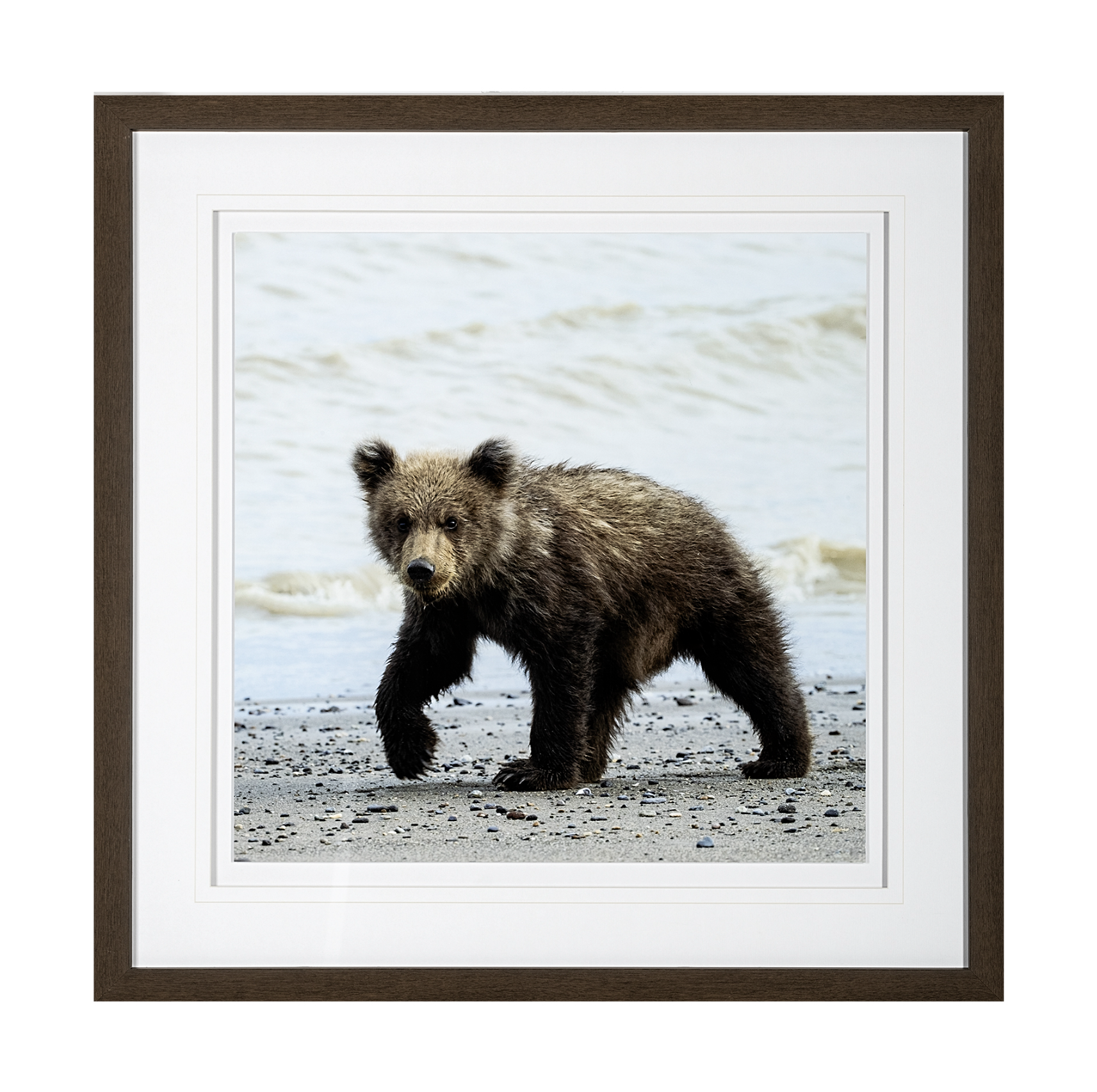 Curious Cub Framed Art Print: Available at City Home PDX
