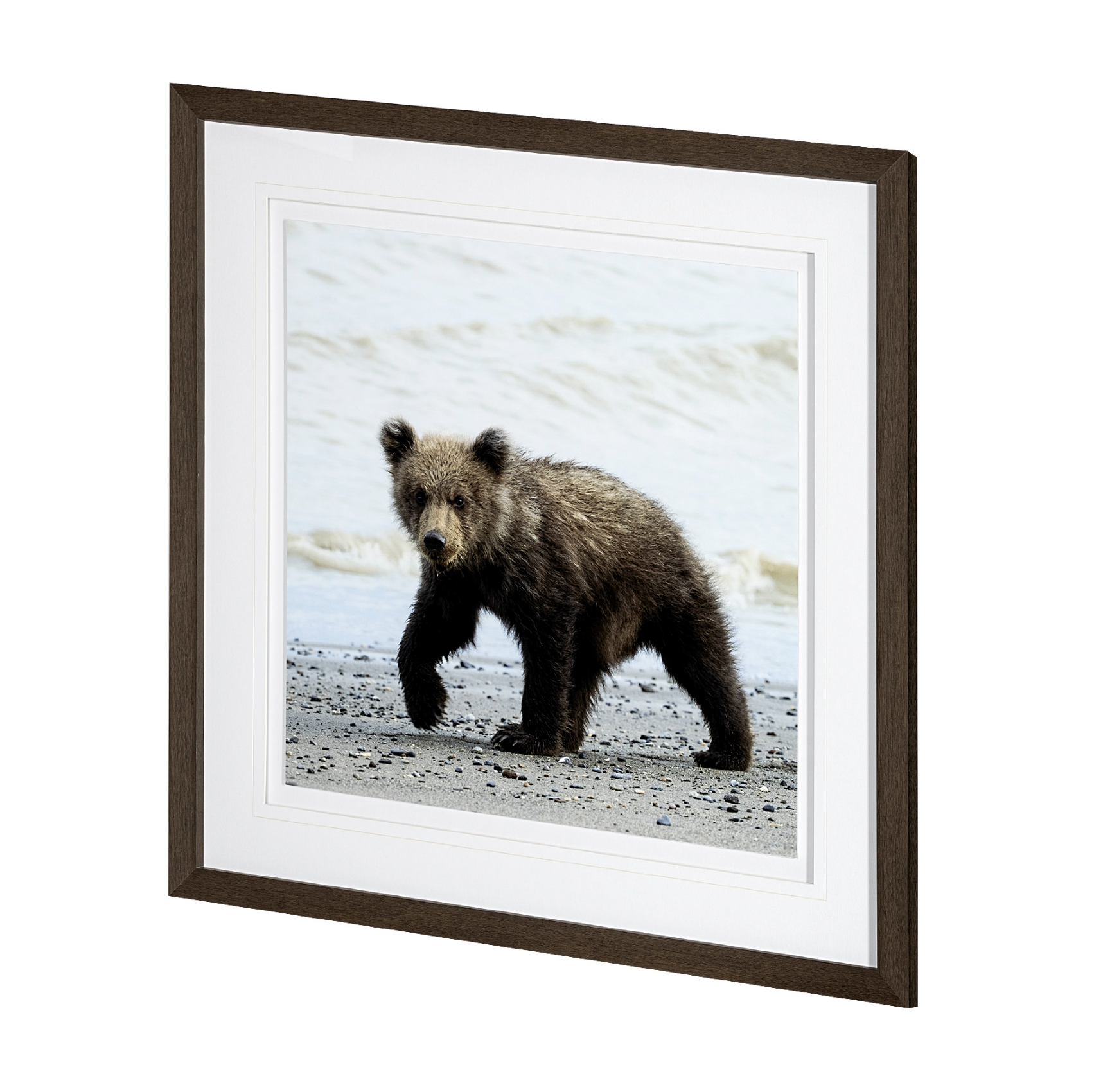 Curious Cub Framed Art Print: Product View