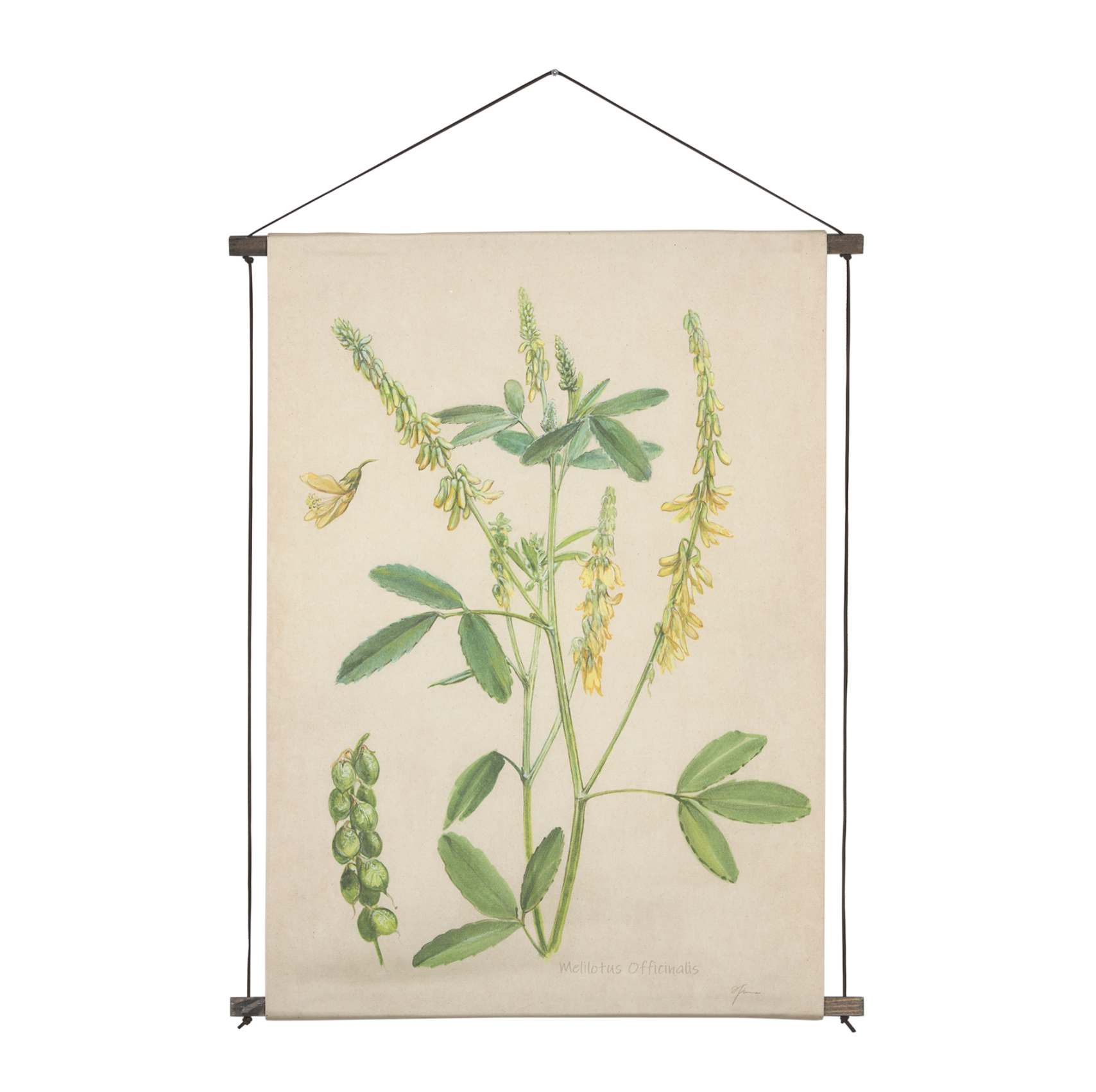 Botanical Study Wall Hanging: Available at City Home PDX