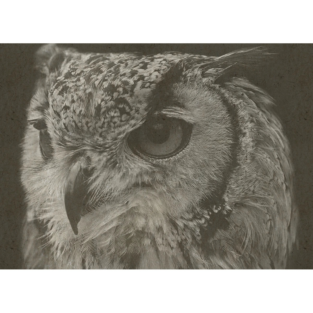 Owl Framed Artwork: Available at City Home PDX