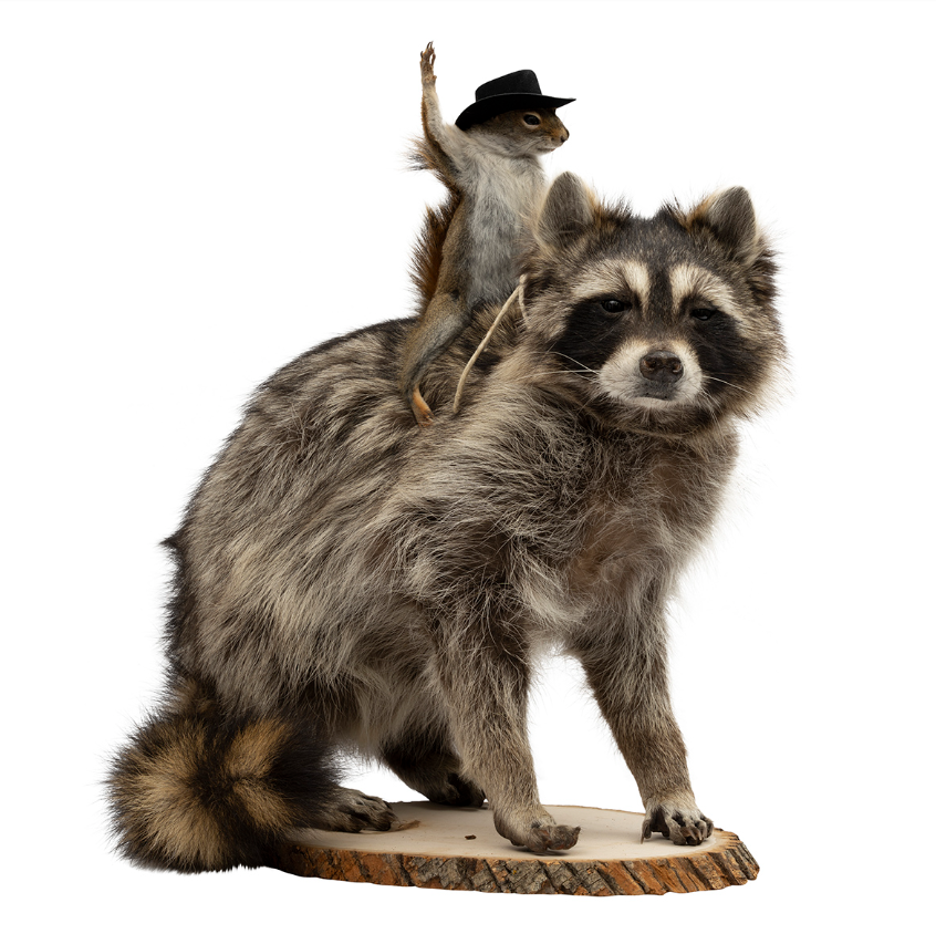 Western Raccoon with Squirrel-Rodeo: Available at City Home PDX
