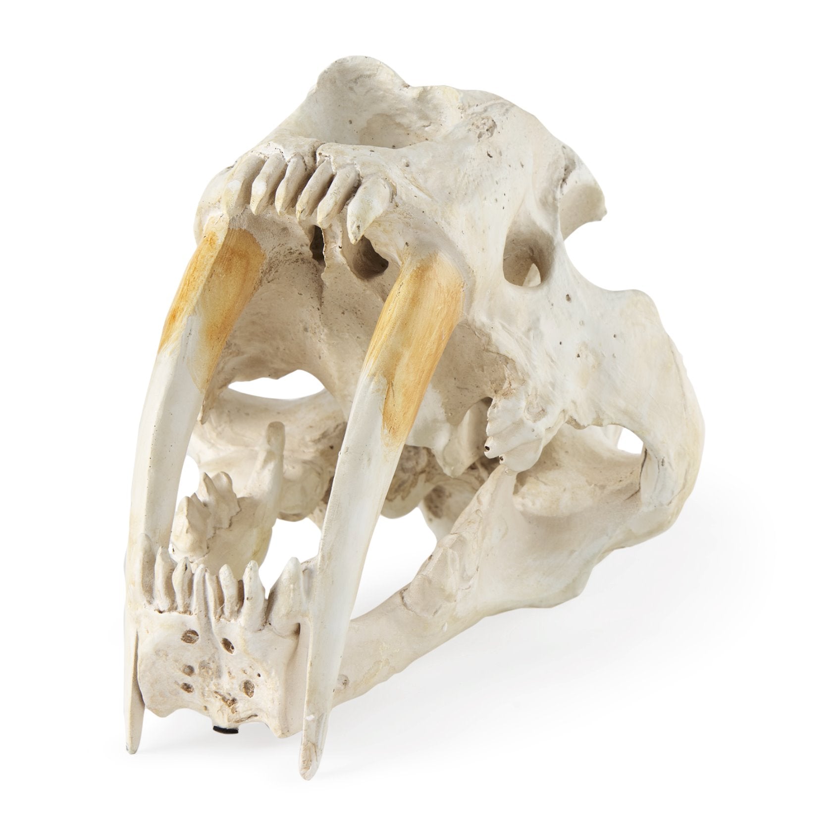 Sabretooth Skull Replica: Available at City Home PDX