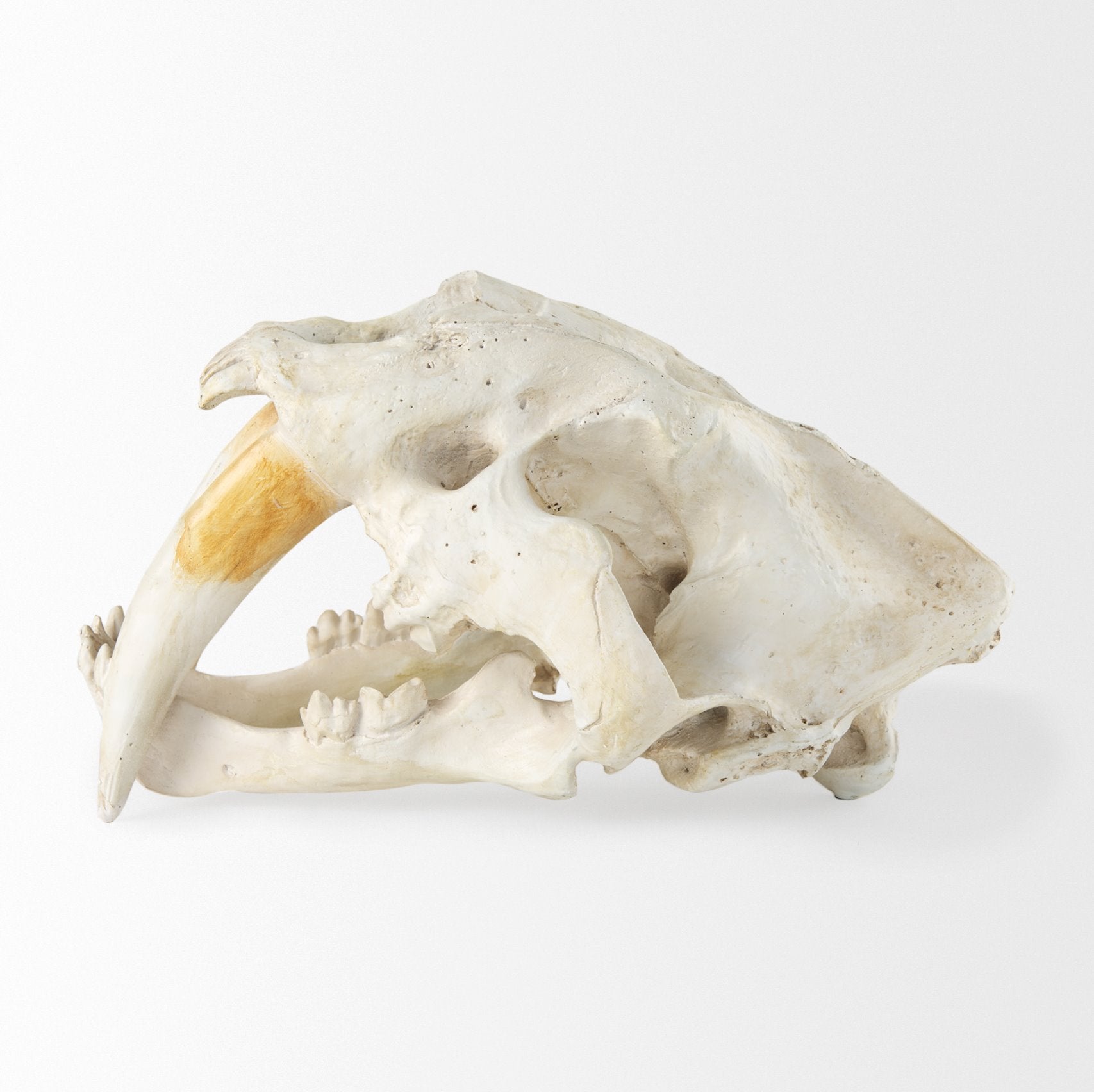 Sabretooth Skull Replica: 2nd Product Side View