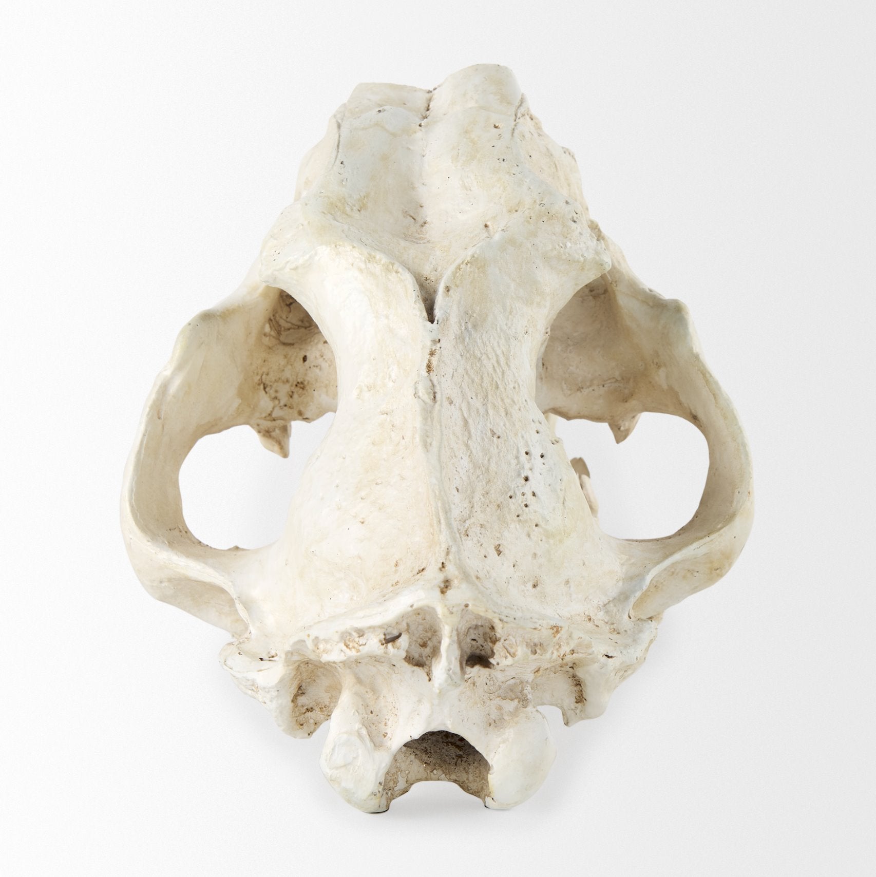 Sabretooth Skull Replica: Product Back View