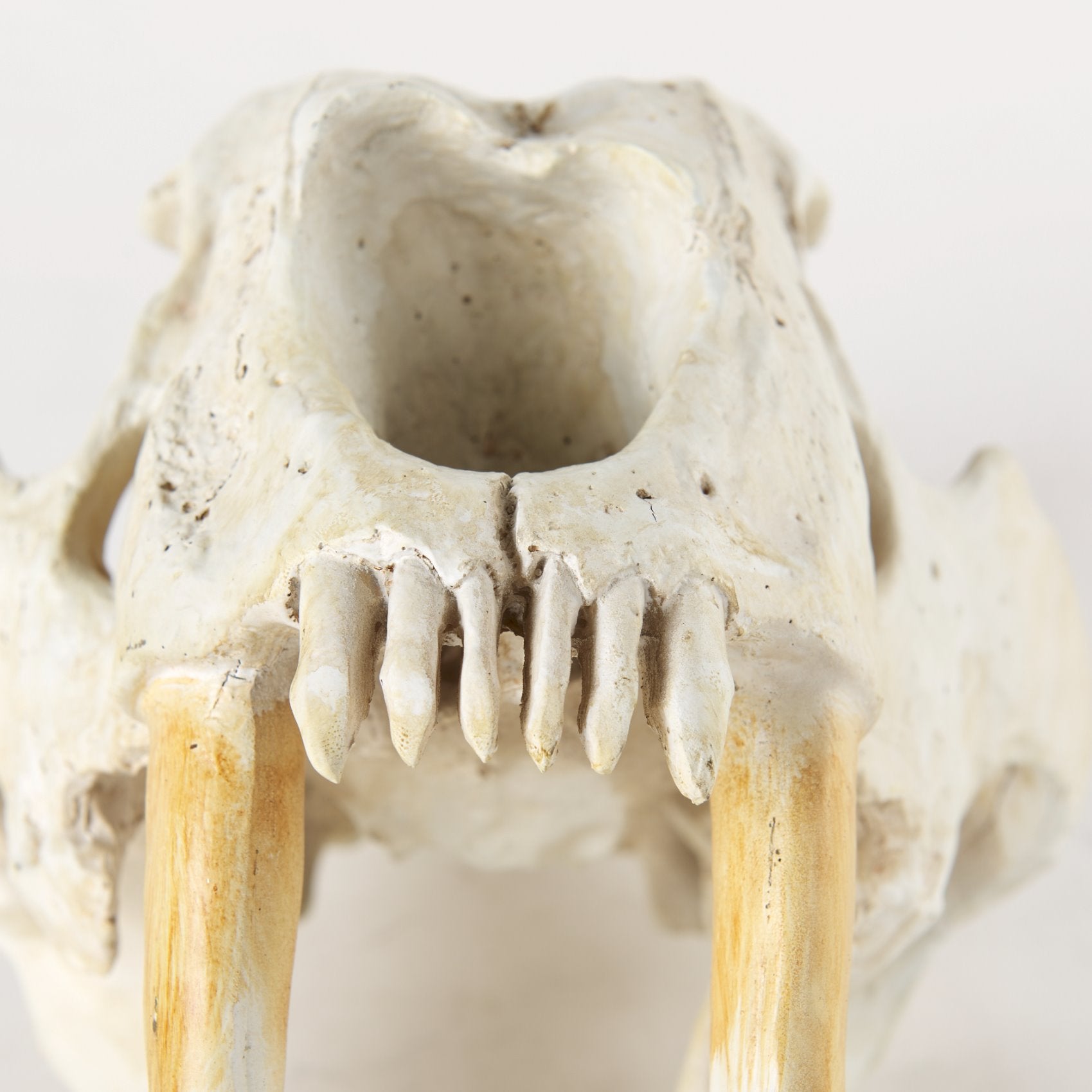 Sabretooth Skull Replica: 2nd Up-Close Product View