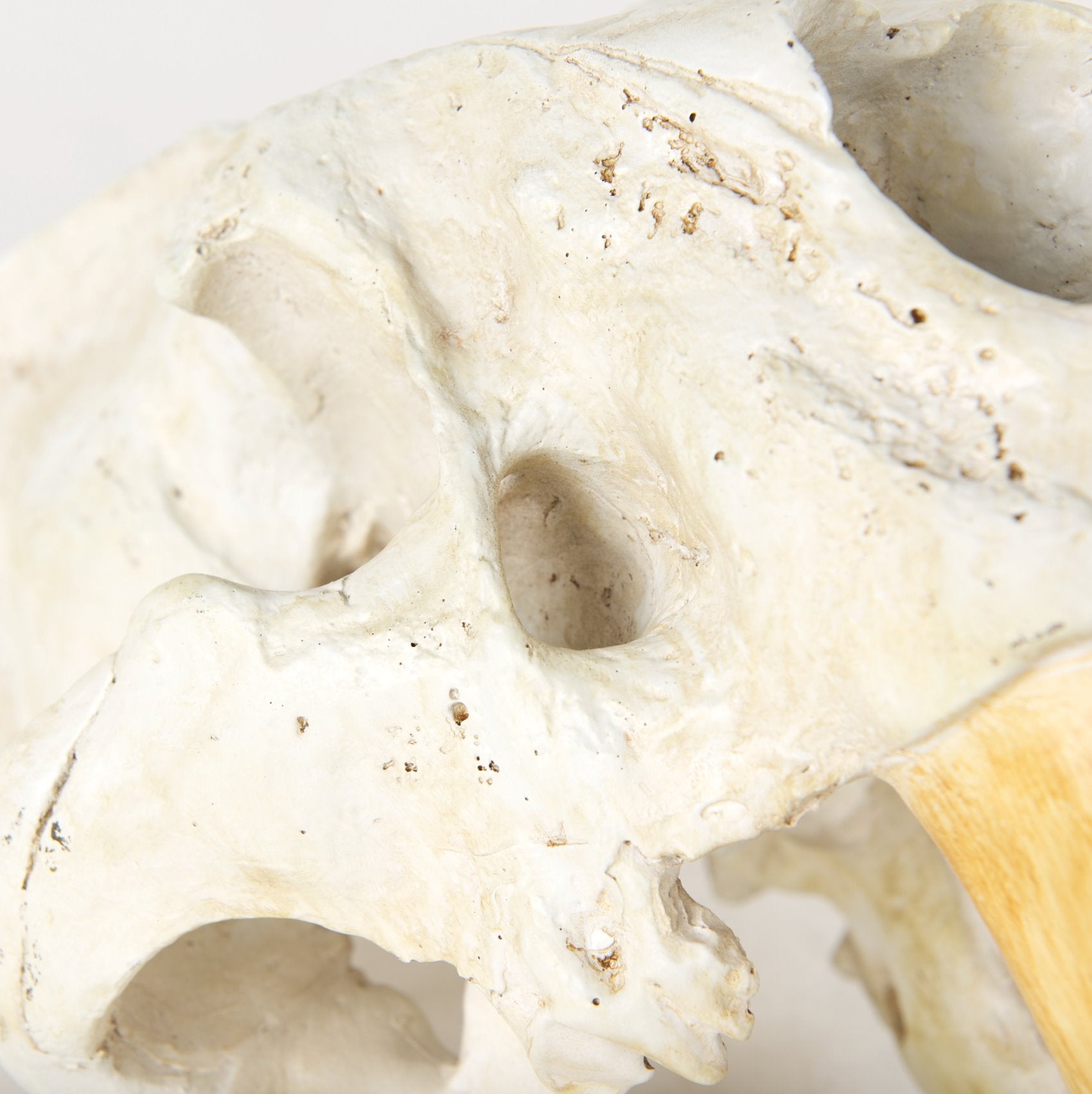 Sabretooth Skull Replica: Up-Close Product View