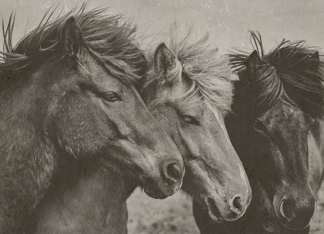 Three Horses Wall Art: Front Product View