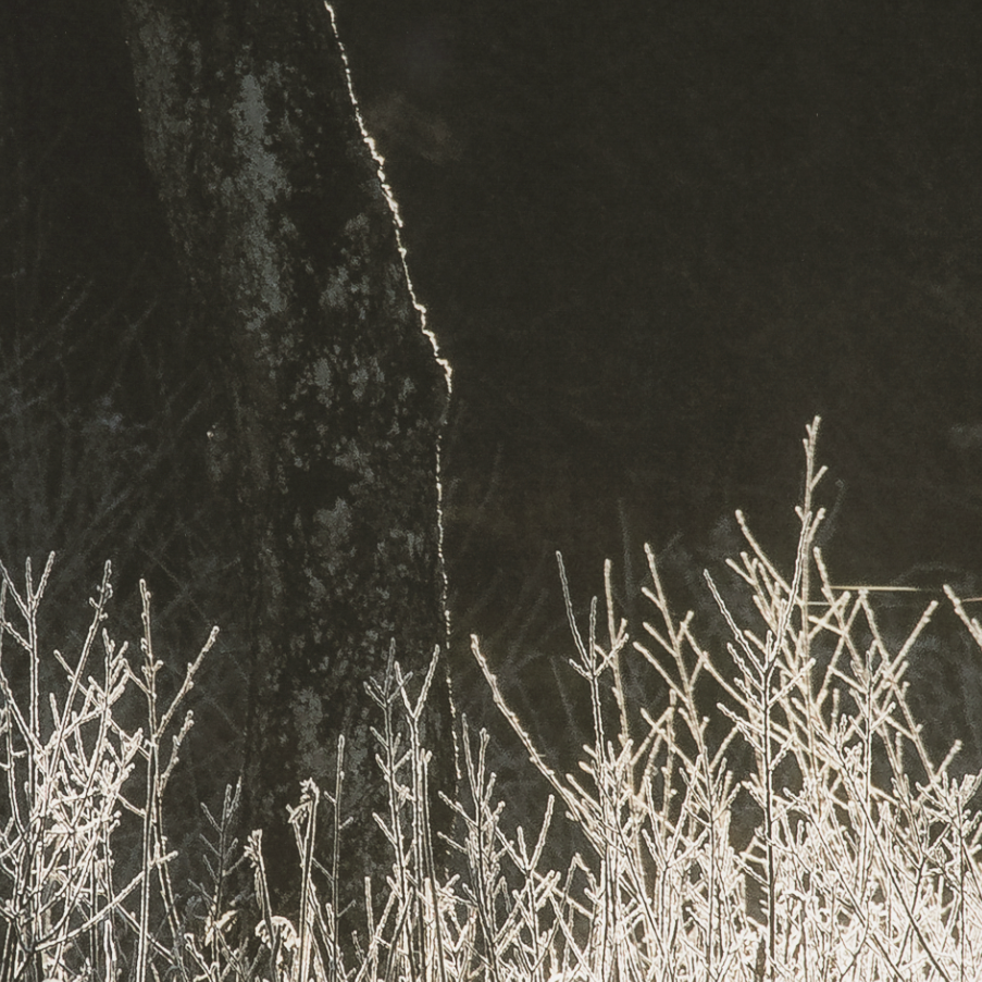 Tranquil Symmetry: Up-Close Print View