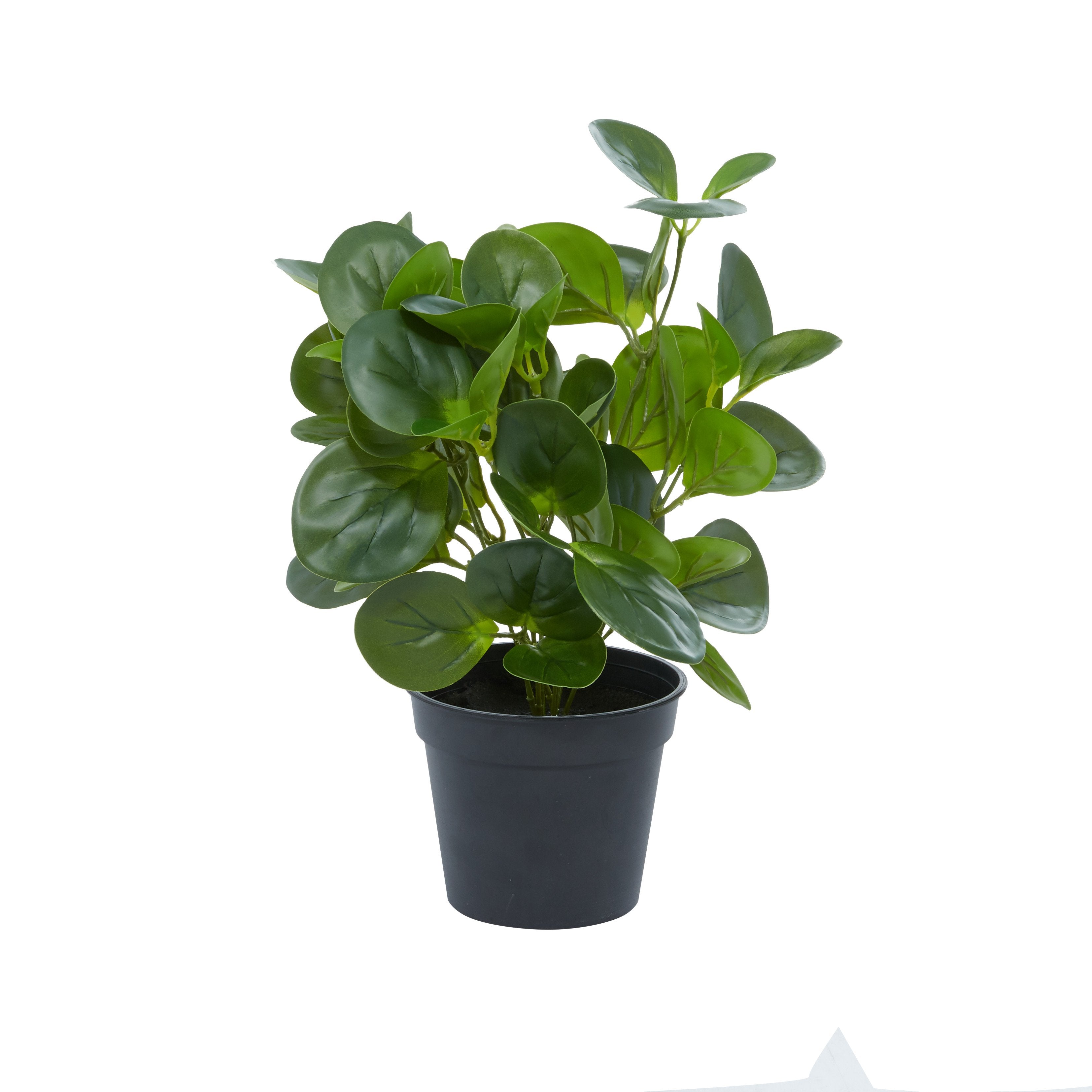 Faux Peperomia Plant - UMA