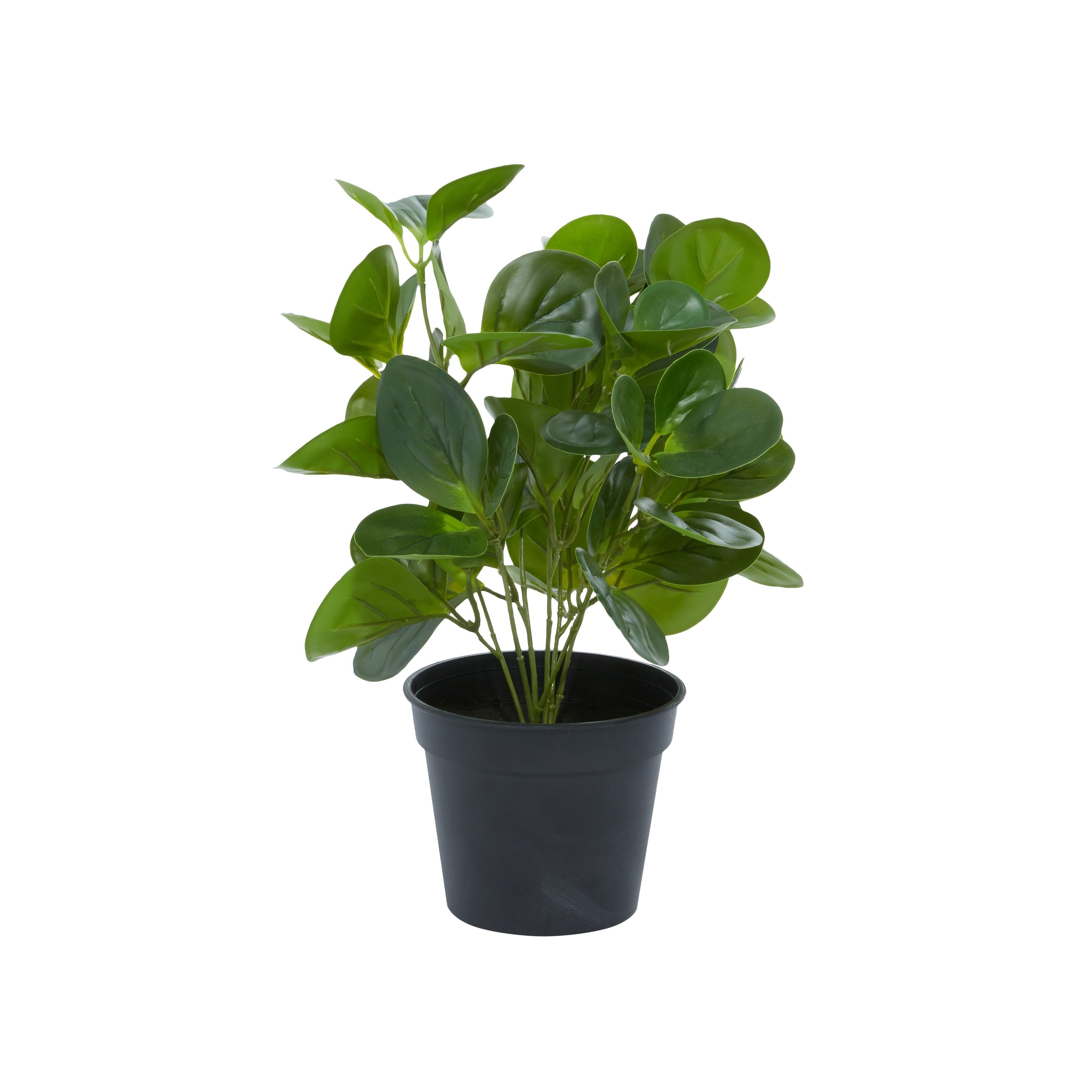Faux Peperomia Plant - UMA