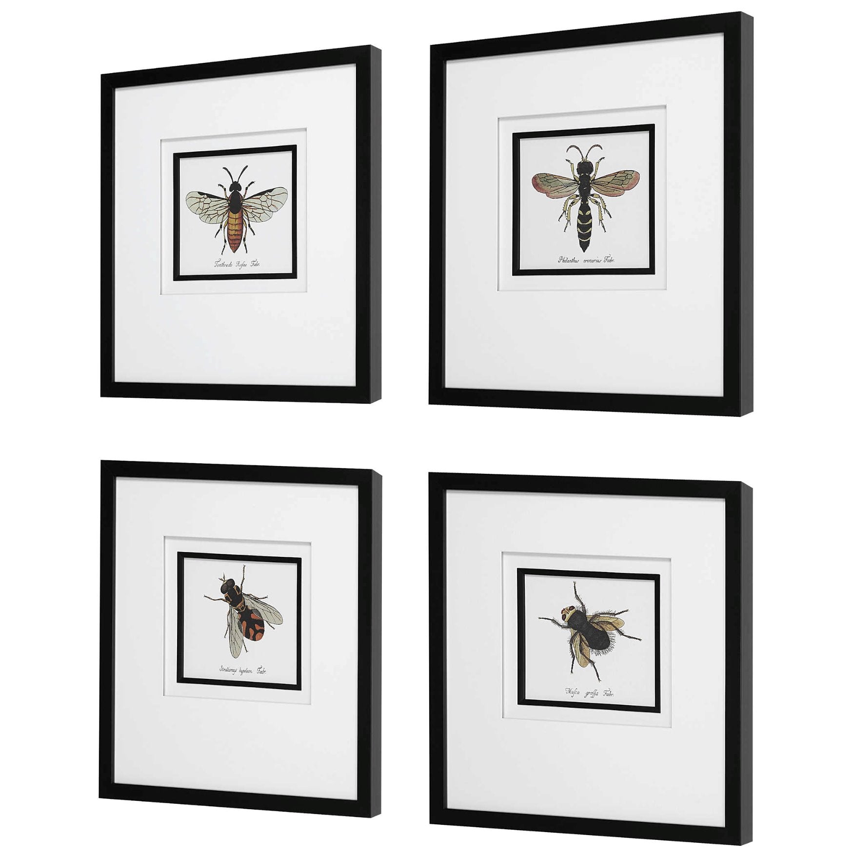 Anthophila Framed Prints: Product View