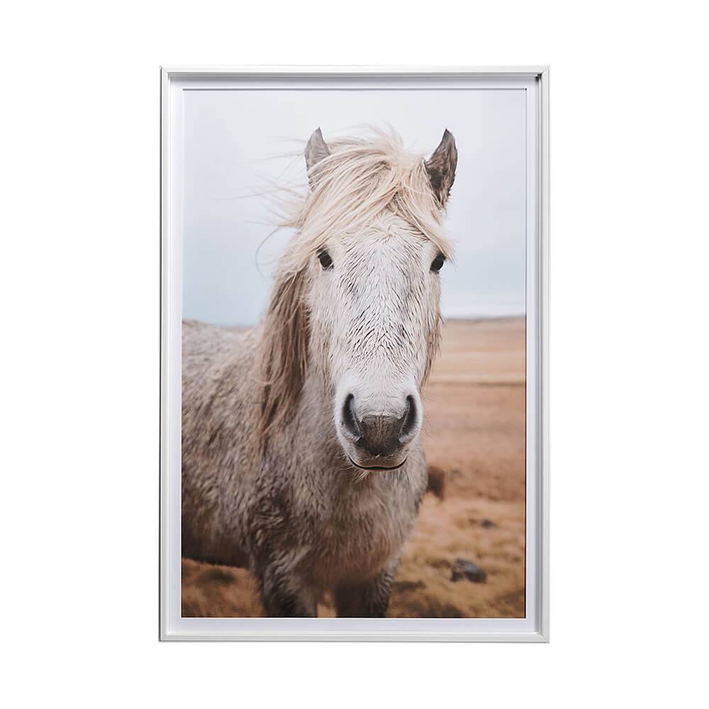 Heida Framed Horse Photograph featuring an Icelandic pony