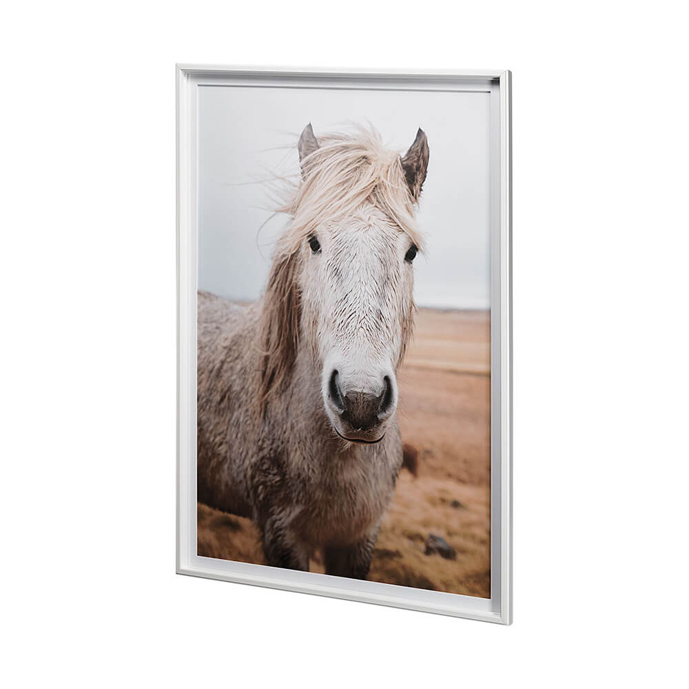 Heida Framed Horse Photograph featuring an Icelandic pony