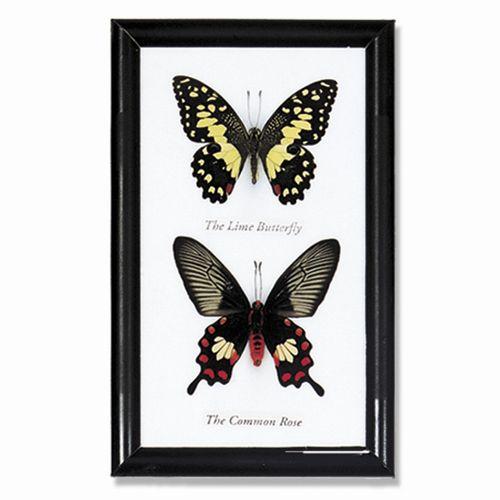 Butterfly Double Specimens - World Buyers