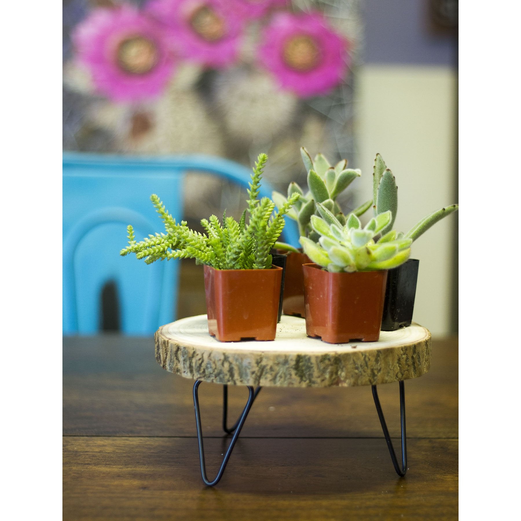 Paulownia Slab Pedestals - Creative Co-Op