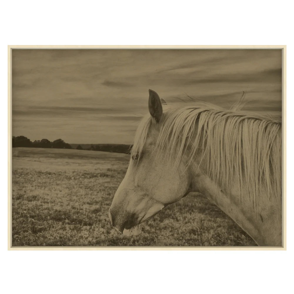Horse in a Field Artwork in Ash Frame - shop large wall art in Portland at City Home PDX