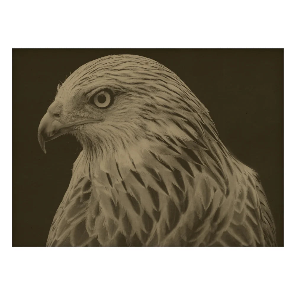 Hawk Artwork in Maple Frame