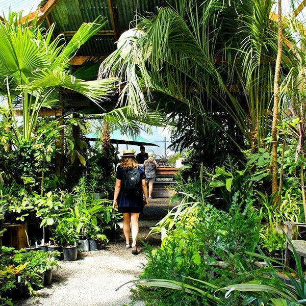 Botanical Fever:<br> Our Top 5 Plant Shops in PDX - City Home