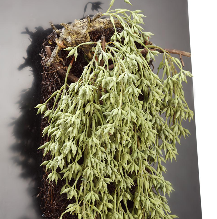 34" Hanging Sedum Wall Piece: Up-Close Product View