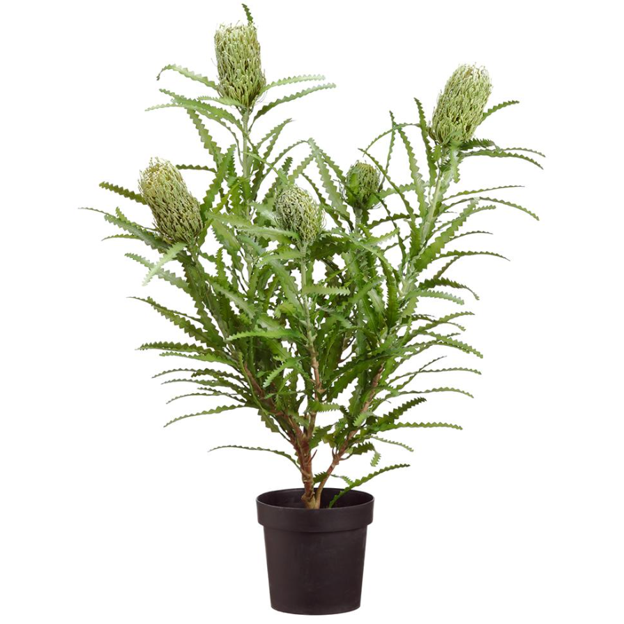 Blooming Banksia Bush-Size 41": Available at City Home PDX