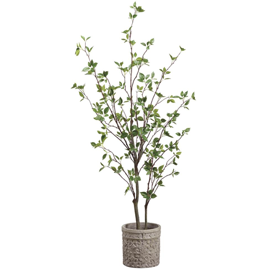 5' Cornus Tree: Available at City Home PDX