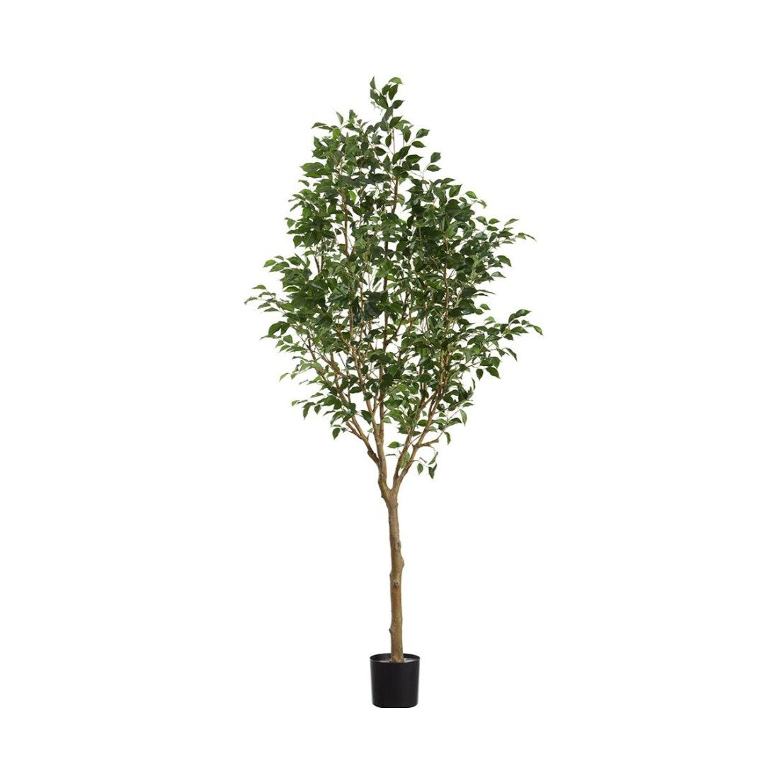 7.5' Ficus Benjamina Tree: Available at City Home PDX