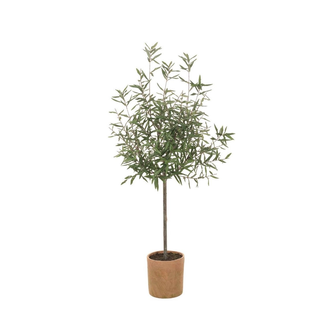 70" Olive Tree: Available at City Home PDX