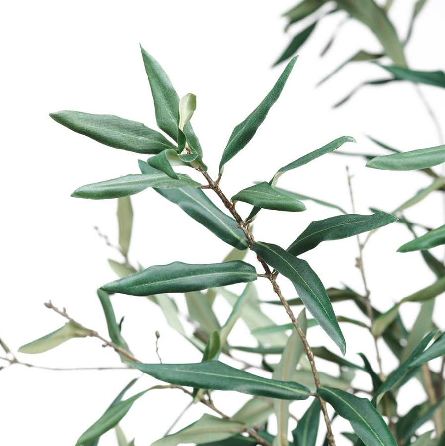 70" Olive Tree: Up-Close Product View