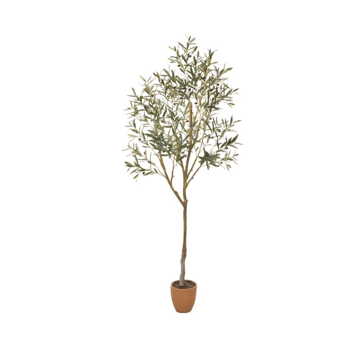 84" Olive Tree: Available at City Home PDX