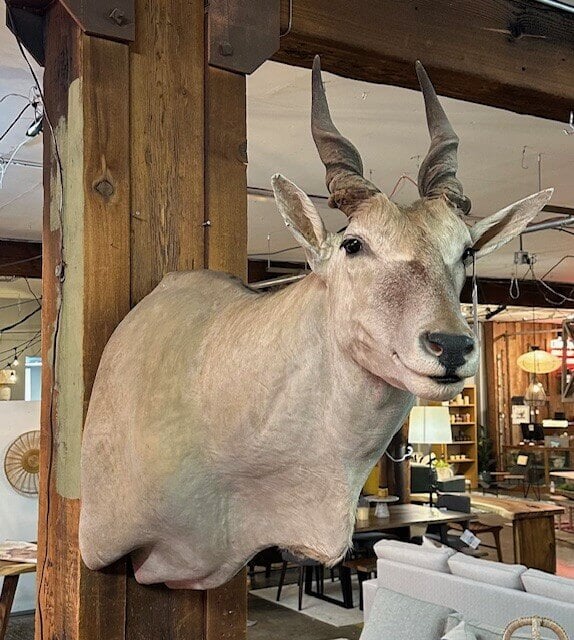 Animal Mount-Eland: Available at City Home PDX Outlet