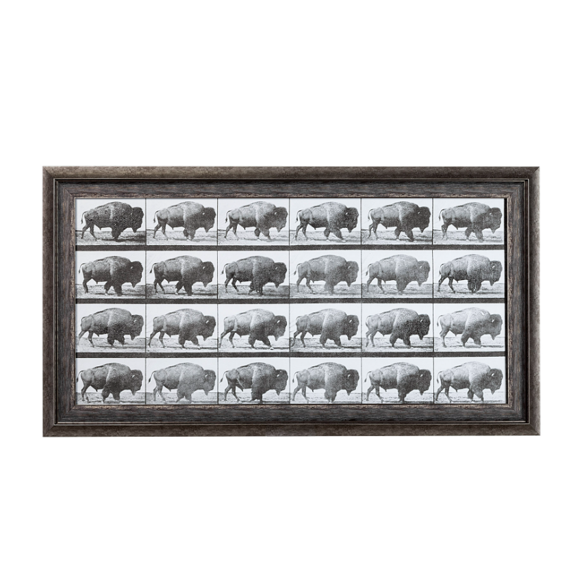 Animal Negatives Framed Artwork: Available at City Home PDX