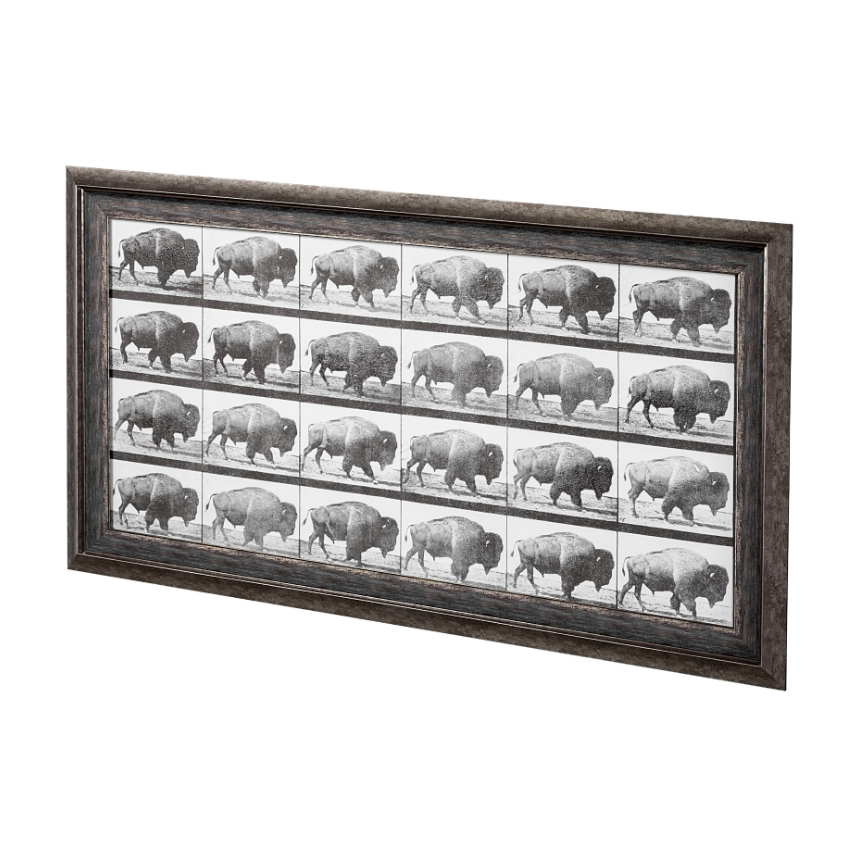 Animal Negatives Framed Artwork: Product View