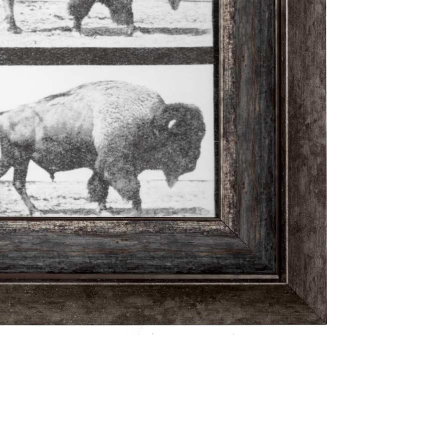 Animal Negatives Framed Artwork: Product Bottom Corner View