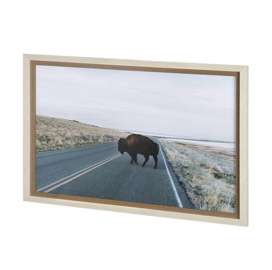 Bison Crossing Art Print: Product View
