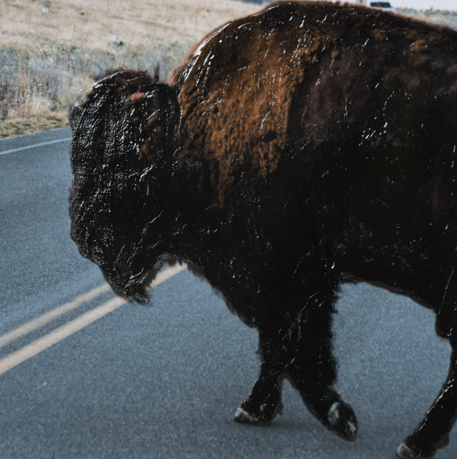 Bison Crossing Art Print: Hand Embellishment Print View