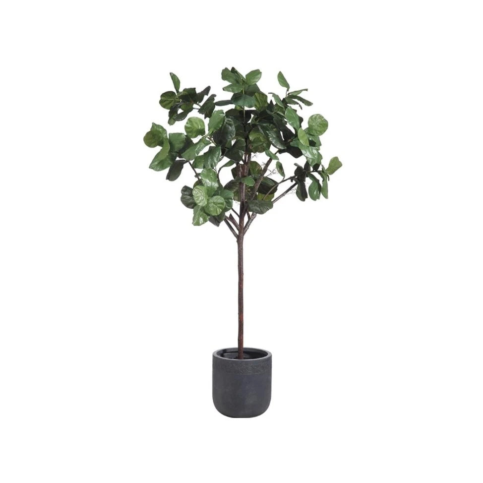 8'5" Fiddle Leaf Tree: Available at City Home PDX