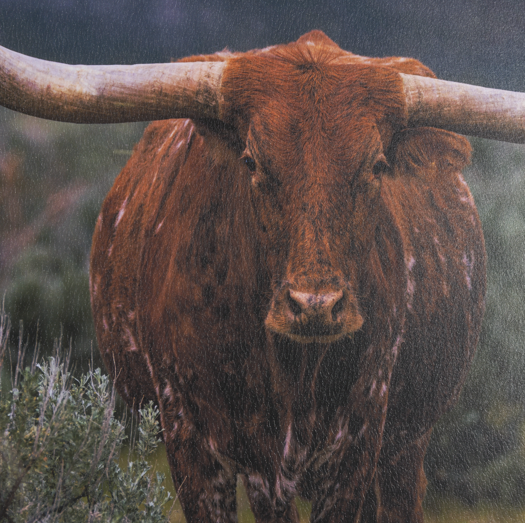 Longhorn 5 Wall Art: Up-Close Print View